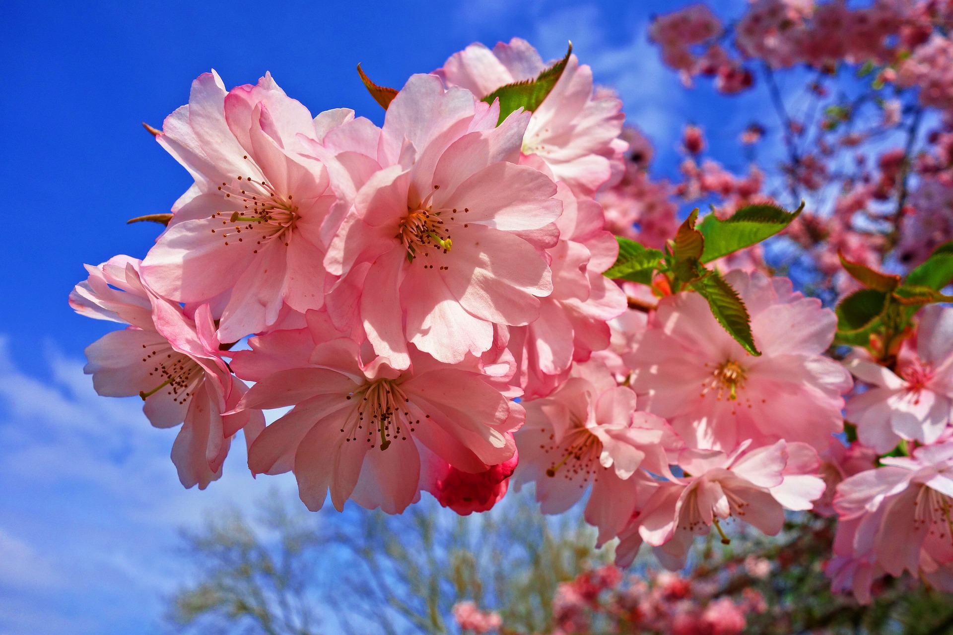Fleurs de cerisiers sakura roses en pleine floraison au printemps