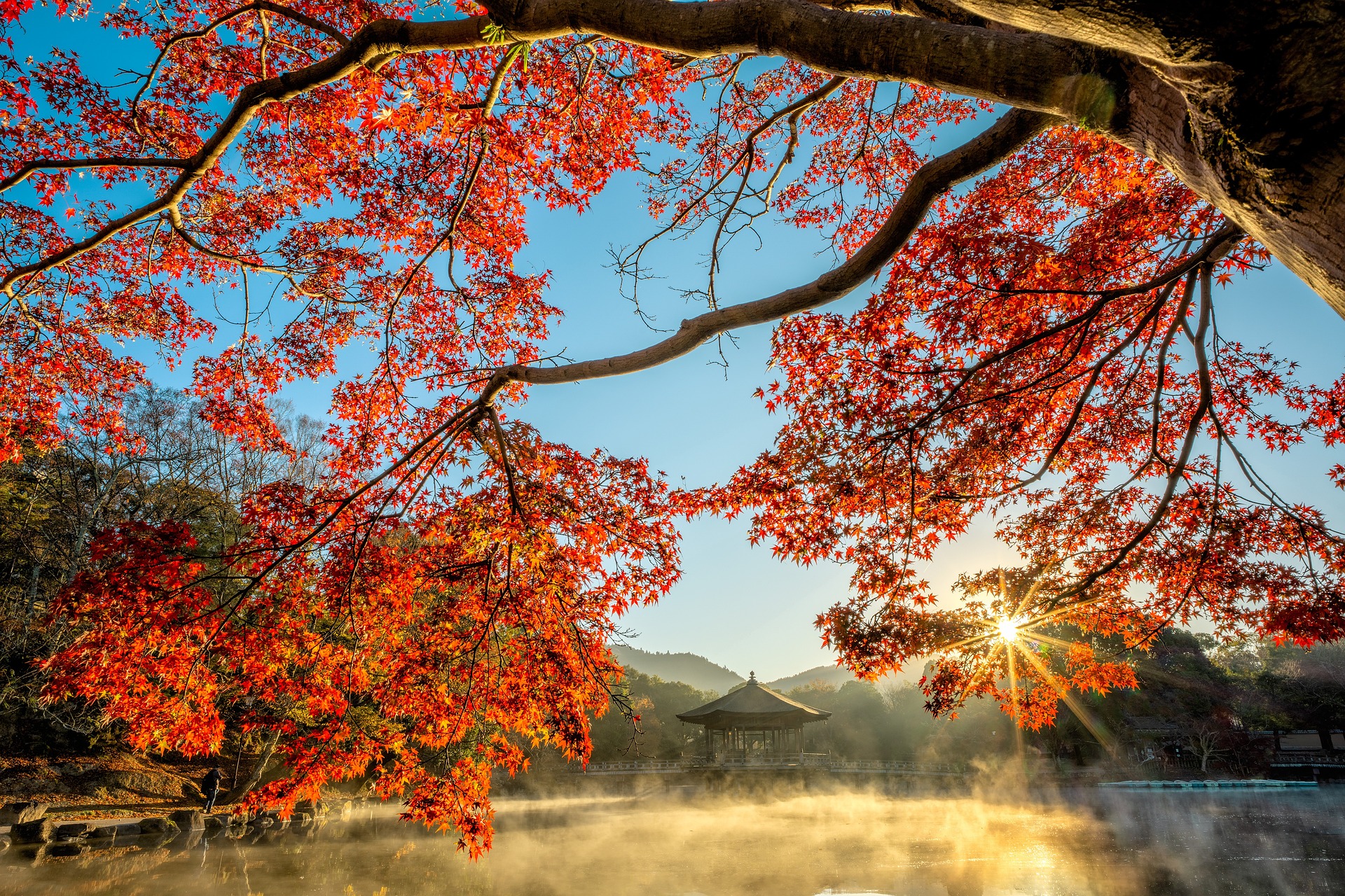 Jardin japonais traditionnel avec pont en bois rouge et étang à carpes Koï